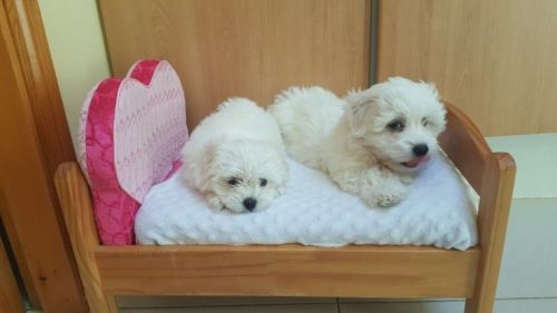 Tiny Maltese AKC Registered Babies