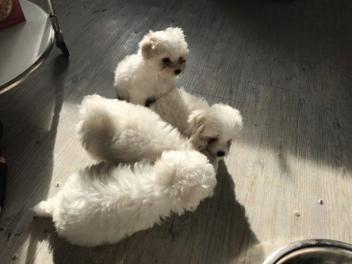 Playful Teacup Maltese Puppies For AdoptionText Us At: (571) ***