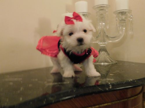 Maltese, Super Sweet