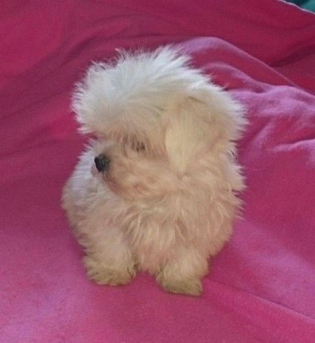 maltese puppies for sale