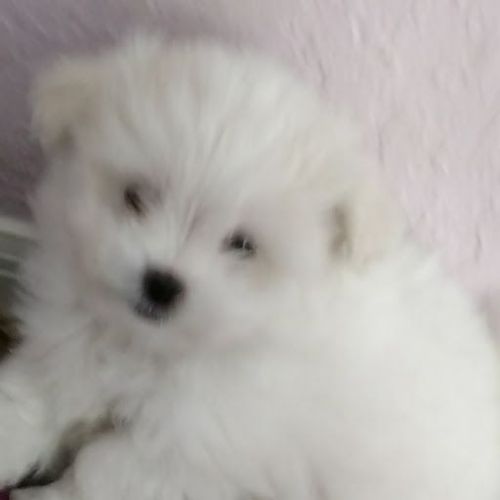 Maltese Puppies