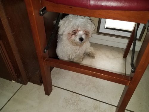 Pruebred Maltese Pup