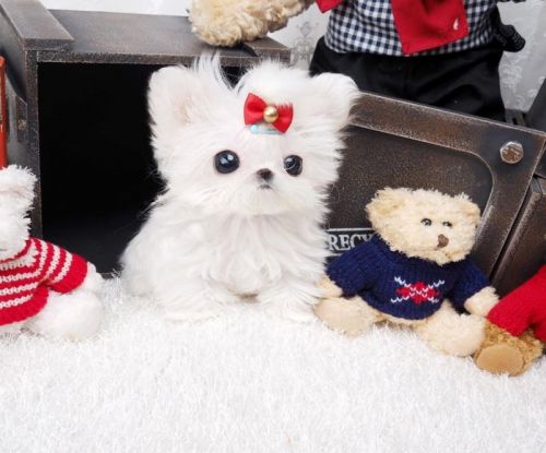 Lovely Maltese Puppes For Sale Near You