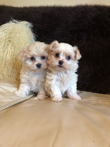 Maltese Puppies for sale in Charleston, SC, USA. price: $400