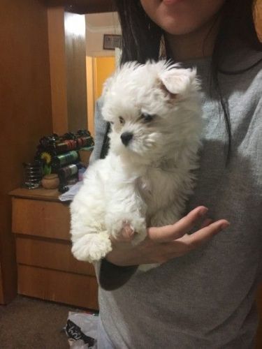 Maltese Puppies for sale in Charleston, SC, USA. price: $400
