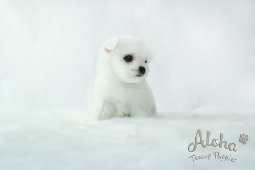 Teddy bear face Teacup Maltese male