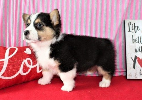 AKC Pembroke Welsh Corgi Puppies with Pedigree