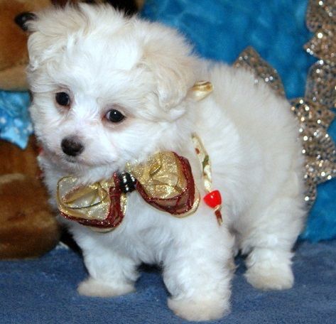 Adorable Male and Female Maltese Puppies