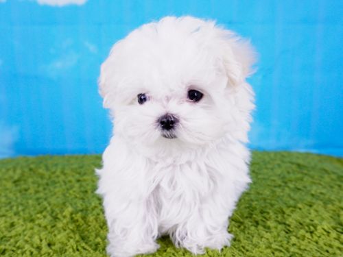 Maltese Puppy – Male - Danny ($3,000)