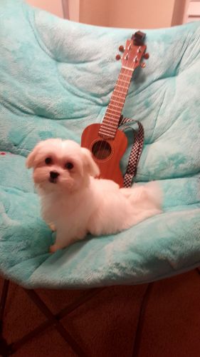 Beautiful Maltese Puppy purebred