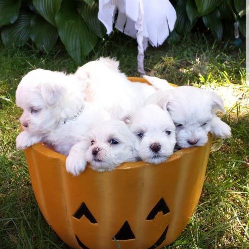 Pure maltese puppies for sale