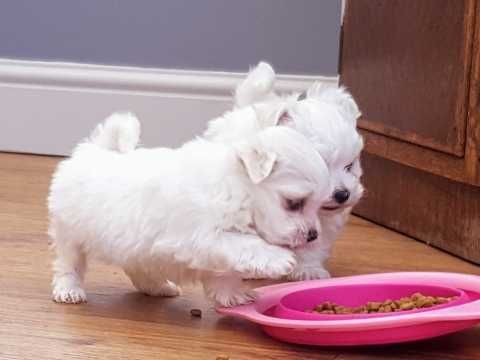 Maltese Puppies for sale in Washington, DC, USA. price: NA