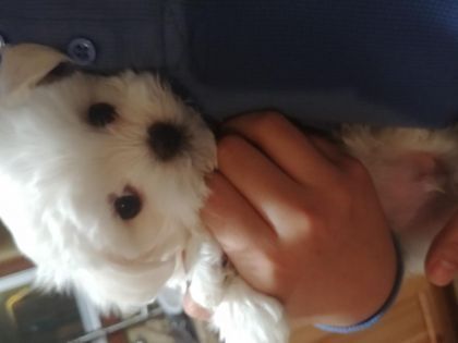 Healthy Maltese puppies for sale call on ***