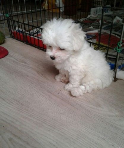 cute lovely Maltese puppies for adoption...