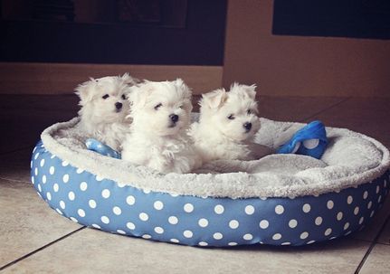 Lovely Teacup Maltese puppies. (***) ***-***2