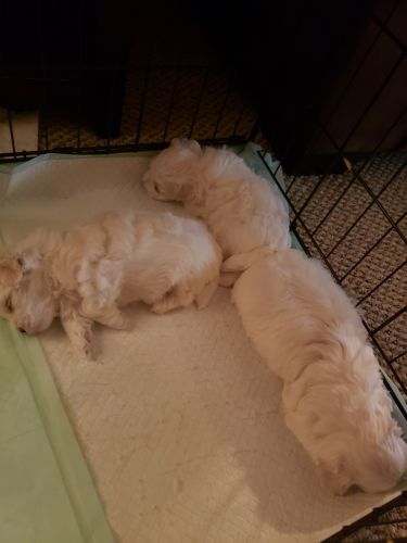 AKC Maltese pups