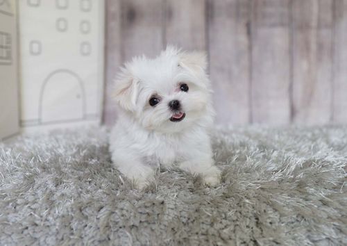 Ariel the Teacup Maltese