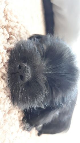 Small black puppy