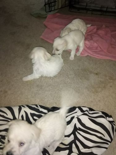 Puppies for sale
