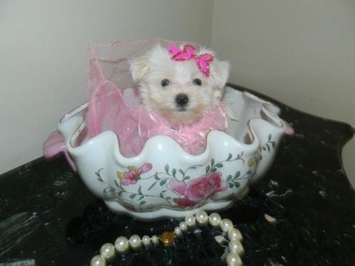 Maltese, Cute Babies