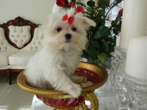 Maltese, Baby Girl