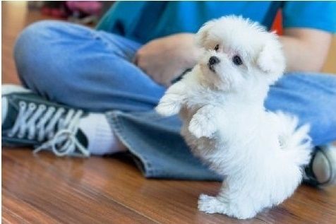 Tea Cup Maltese Puppies