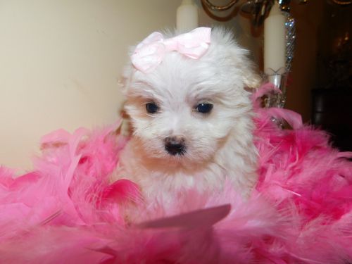 Maltese, Super Sweet* Baby Girl