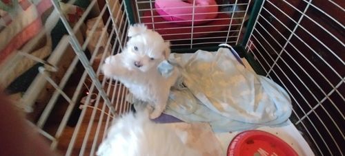 Beautiful T-Cup Maltese Puppies For Sale