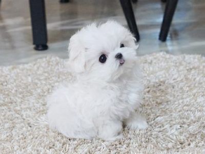 Super Adorable Maltese Puppies For Sale