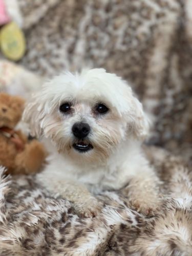 Quality Registered Maltese Rare Lines