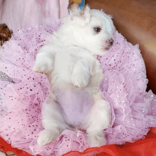 Maltese Puppies for sale in Georgia Ave NW, Washington, DC, USA. price: $500