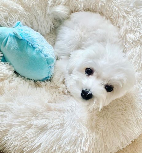 Awesome T-Cup Maltese Puppies Available