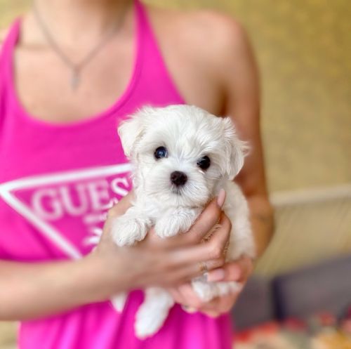 Pedigree Maltese Puppies