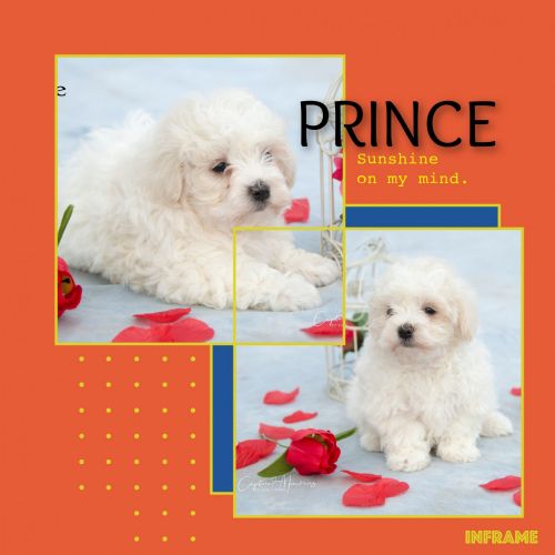 AKC Maltese male PRINCE CLARE, MI.