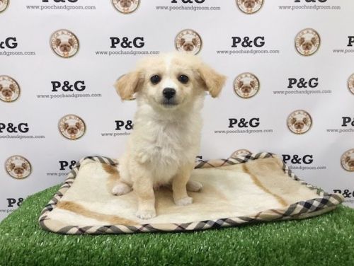 Maltipom - Happy - Male