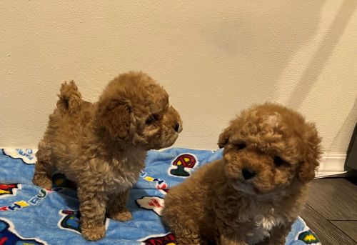 MALTIPOO MALES