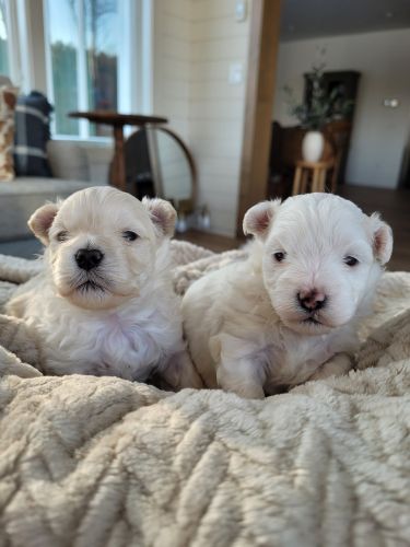MALTIPOO PUPPIES
