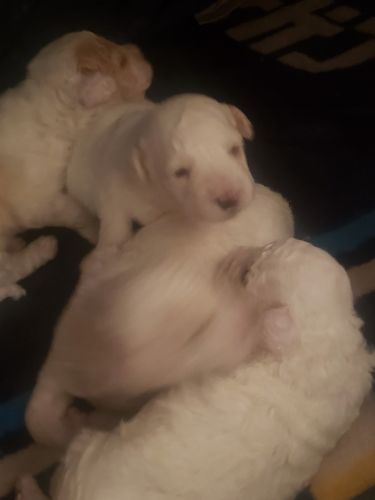 Male Maltipoo pupies
