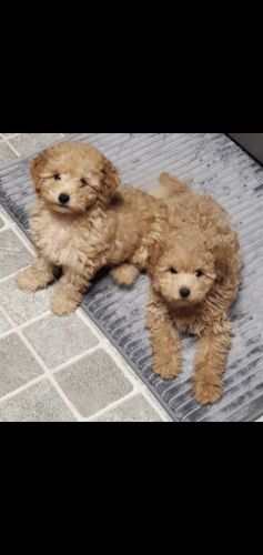 Mini's Pups