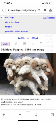 Puppy Scam
