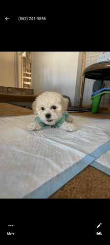 Maltipoo puppy