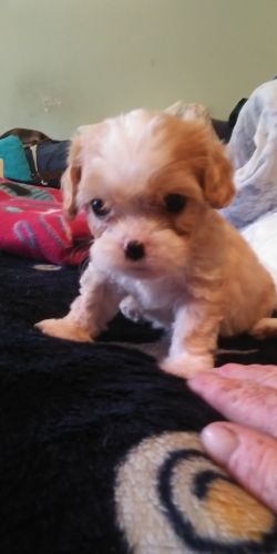 Adorable 8 week old pups