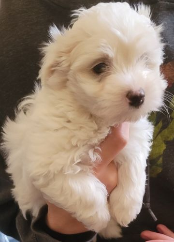 Maltipoo Puppies
