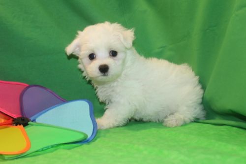 Maltipoo puppies !