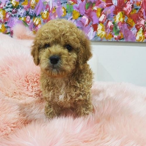 Tcup Maltipoo