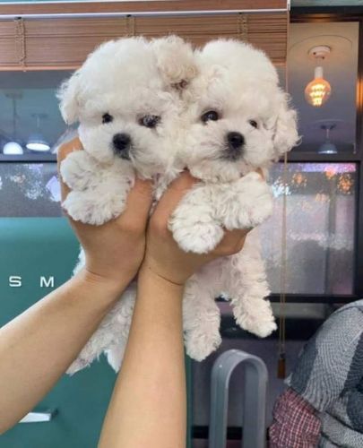 Teacup Maltipoo Pups