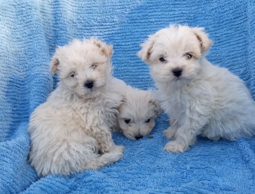 Puppies tollesboro KY