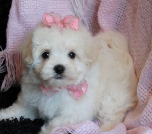 Maltipoo puppies. Maltese X Toy Poodle