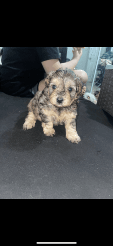 Maltipoo puppies