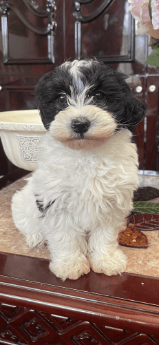 Maltipoo puppies